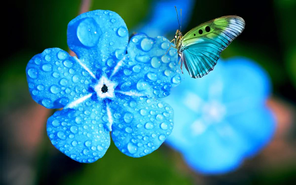 forget-me-not flower macro insect Animal butterfly HD Desktop Wallpaper | Background Image