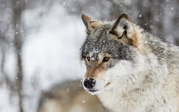 snowfall Animal wolf HD Desktop Wallpaper | Background Image