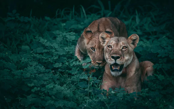 lioness Animal lion HD Desktop Wallpaper | Background Image