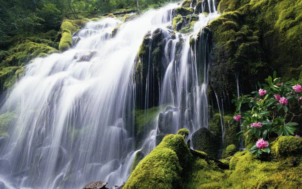 Lush greenery surrounds a cascading waterfall with moss-covered rocks and blooming flowers, captured in vibrant detail for an HD PC desktop wallpaper background.