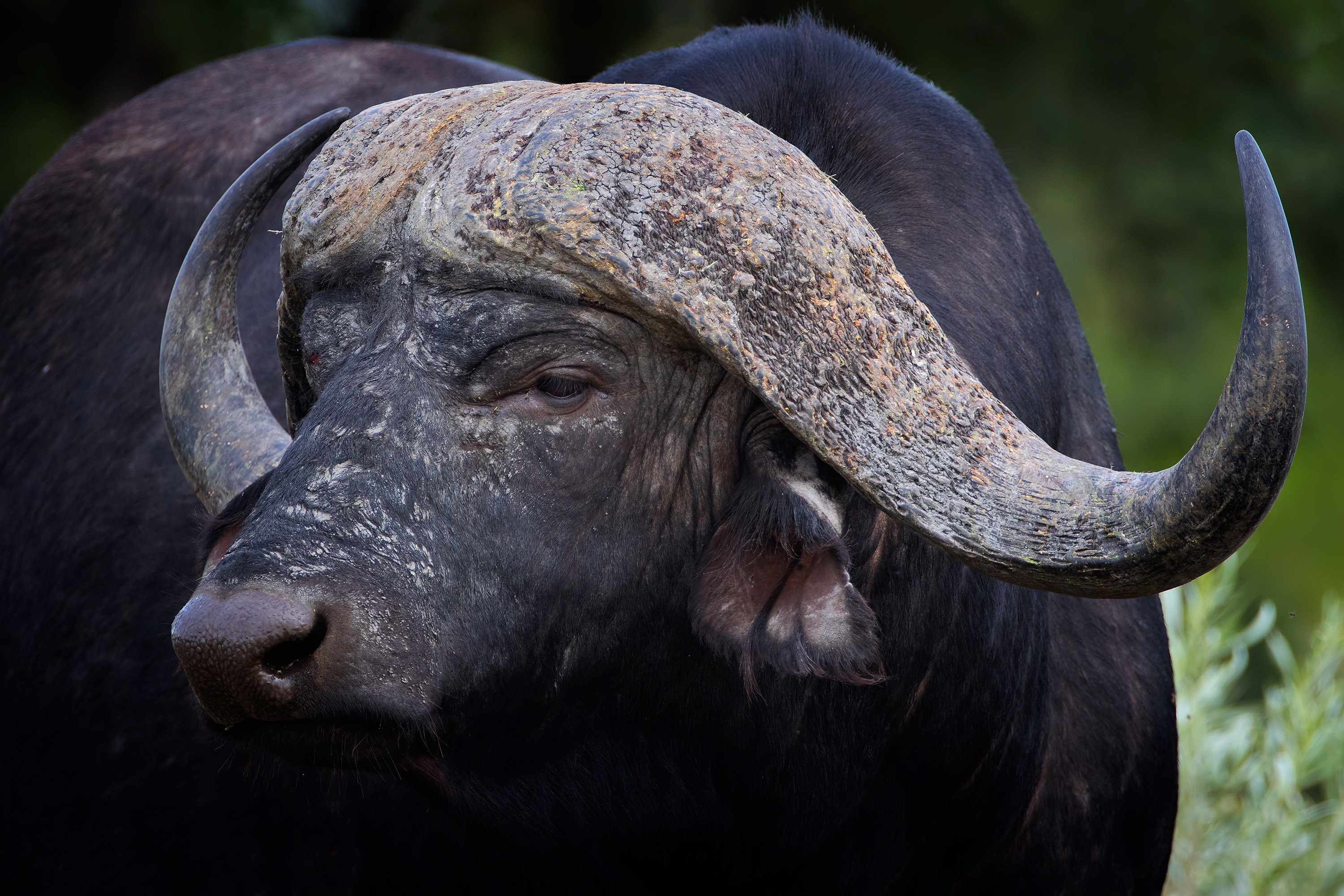 Animal African Buffalo HD Wallpaper | Background Image