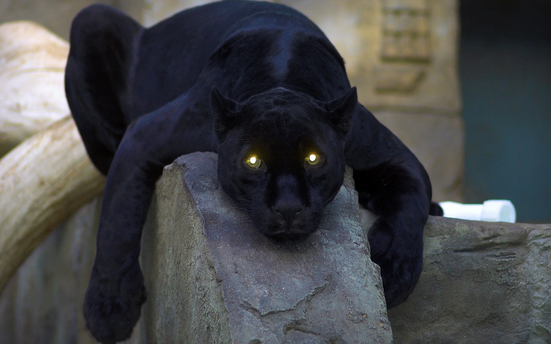 Black panther in a mesmerizing pose, set as a stunning desktop wallpaper.