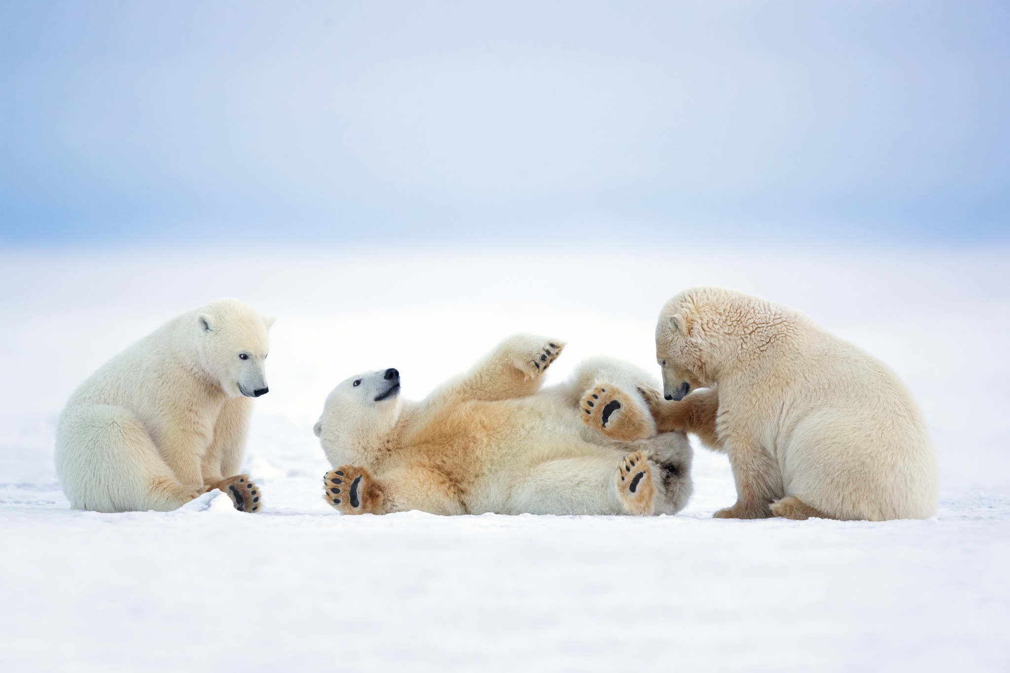 Playful Polar Bears