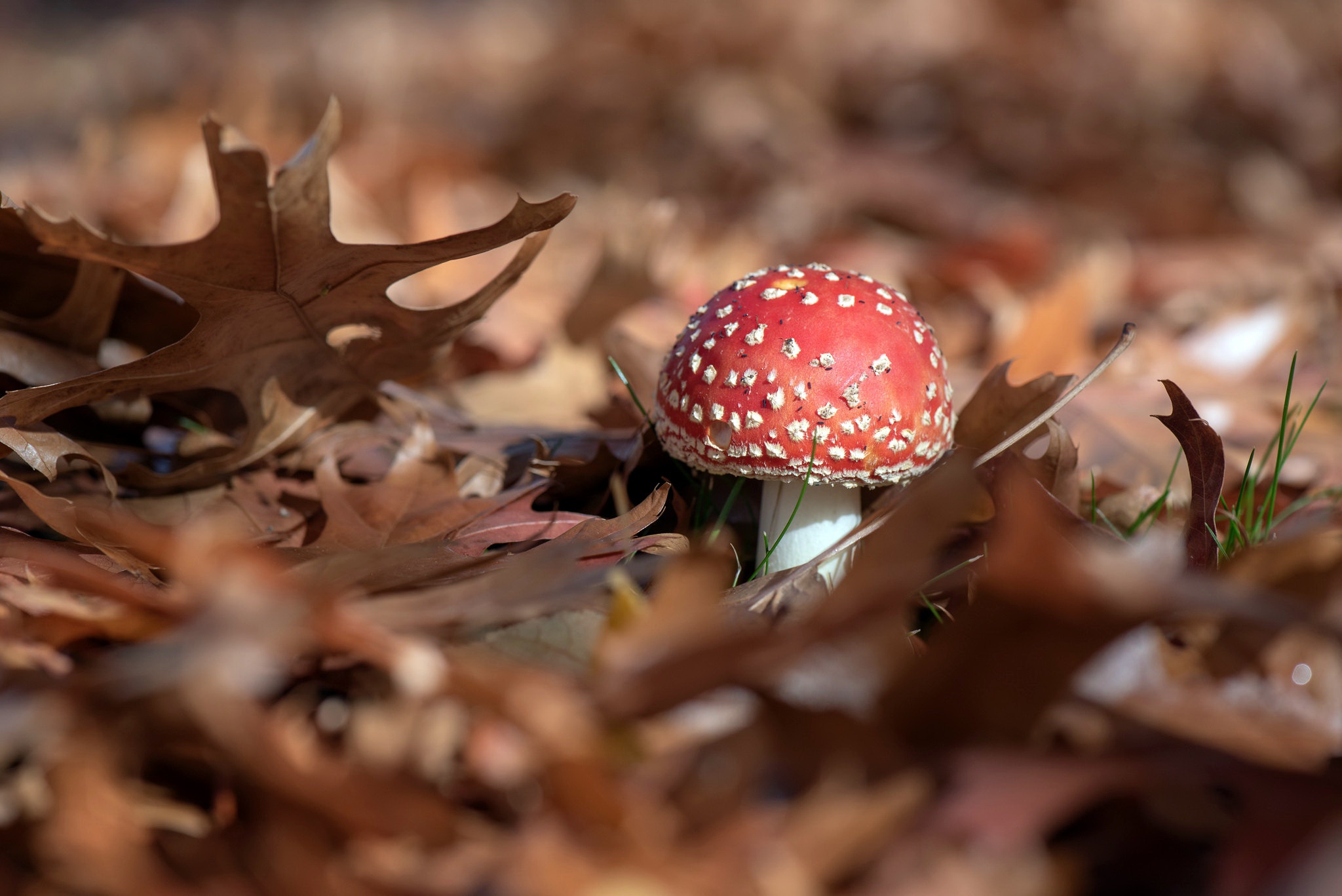 Mushroom HD Wallpaper | Background Image | 2048x1367