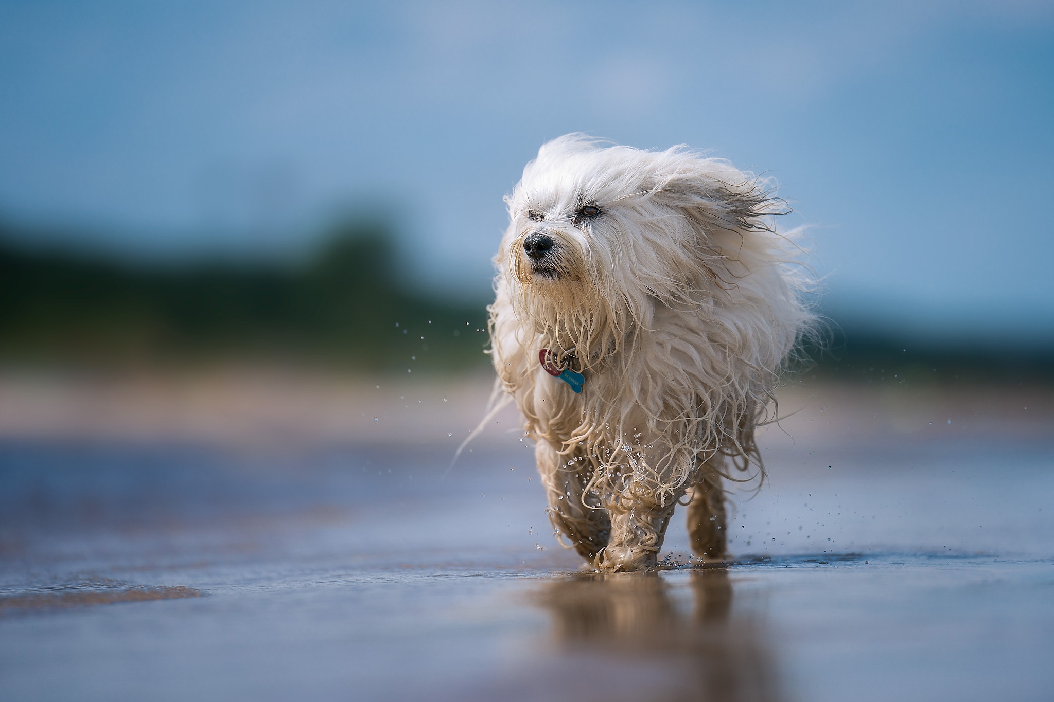 Download Depth Of Field Havanese Animal Dog HD Wallpaper, image size:2048x1365