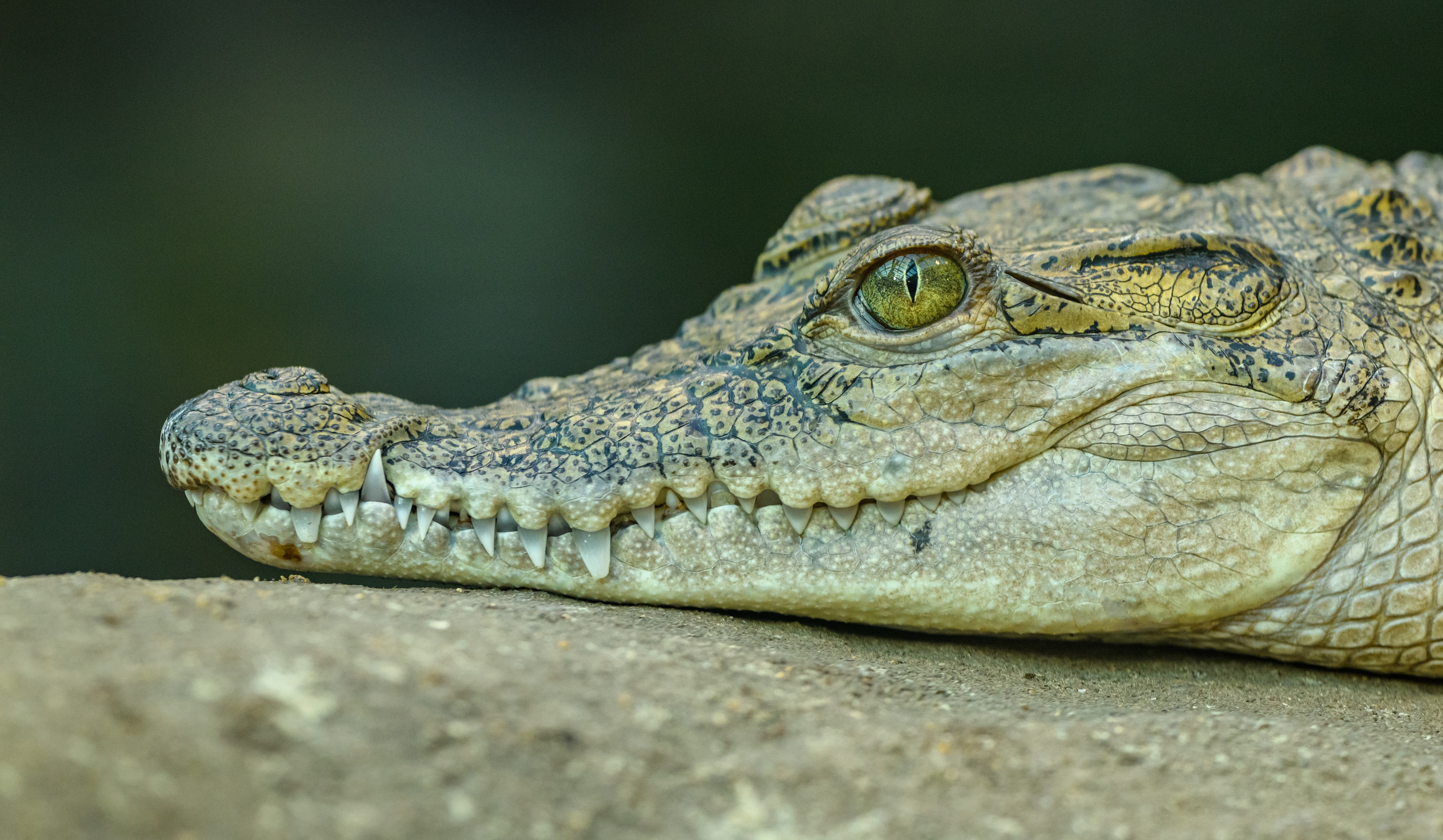 Crocodile Head Portrait by Petr Ganaj