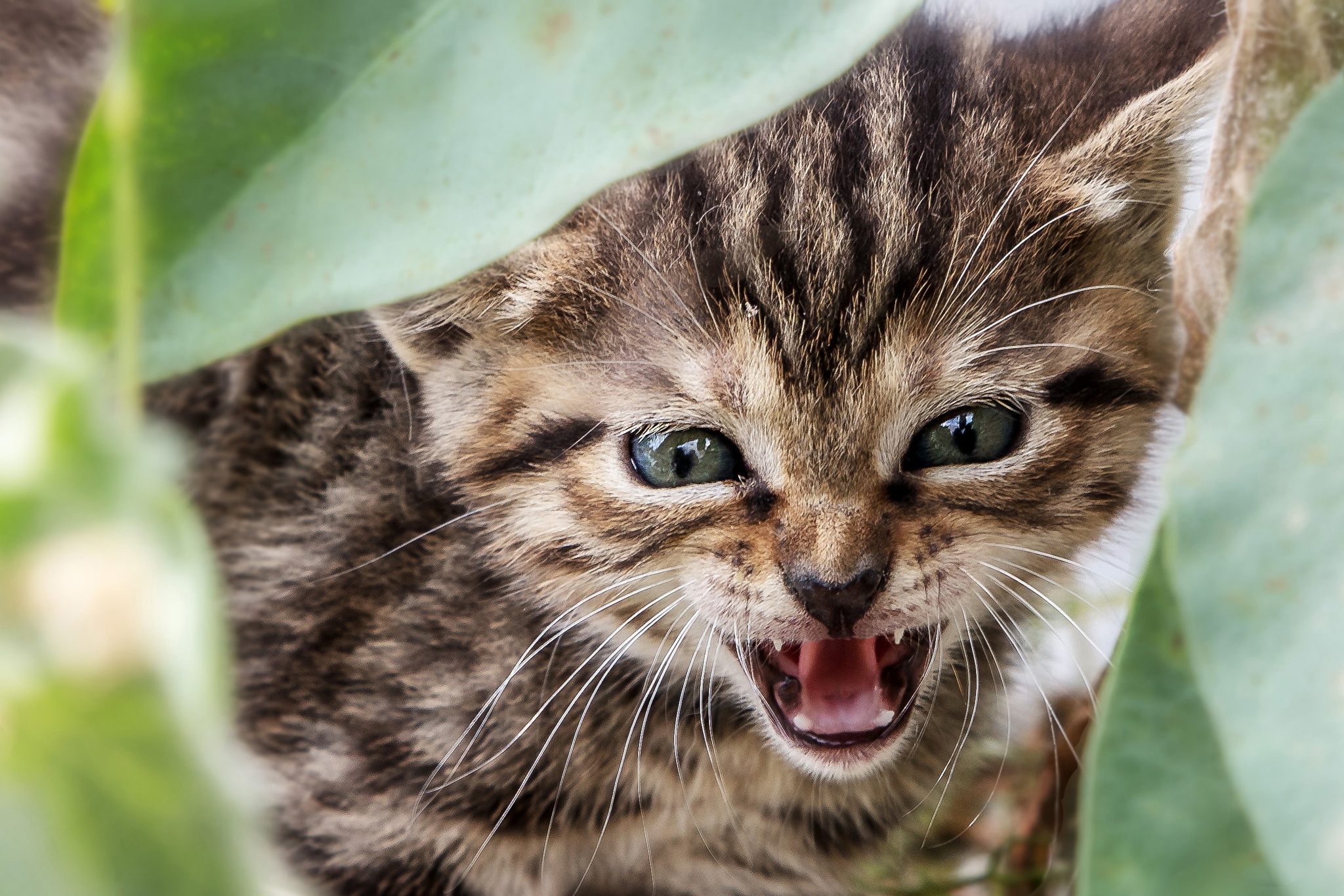 Kedi HD Duvar kağıdı Arka plan 2048x1365 ID1079715 Wallpaper Abyss