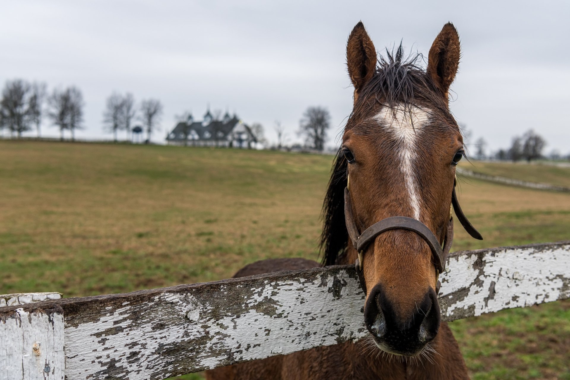 Close-up of a brown horse staring over a weathered white fence in a pastoral field with a distant farmhouse — 8K Ultra HD PC desktop wallpaper and background; stare, Animal, horse.