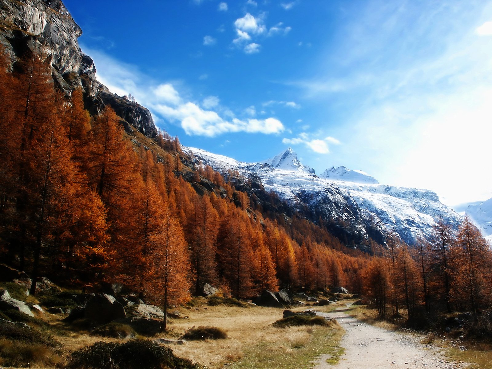 A stunning winter landscape featuring a forest of orange trees against majestic mountains, under a bright blue sky. This HD image captures the serene beauty of nature.