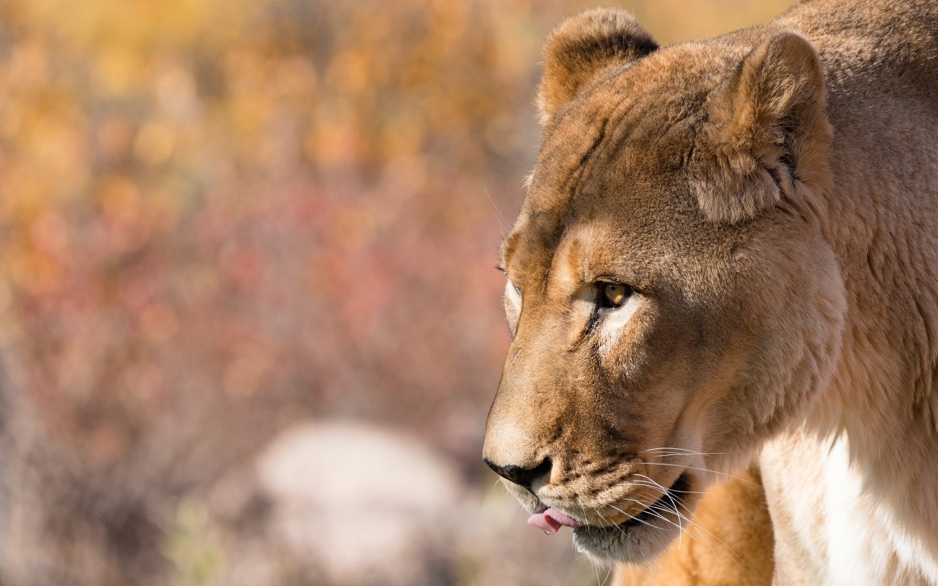 Download Animal Lion 4k Ultra HD Wallpaper