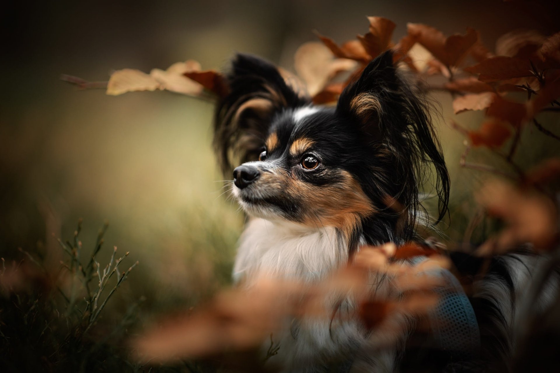 Download Dog Papillon Animal HD Wallpaper