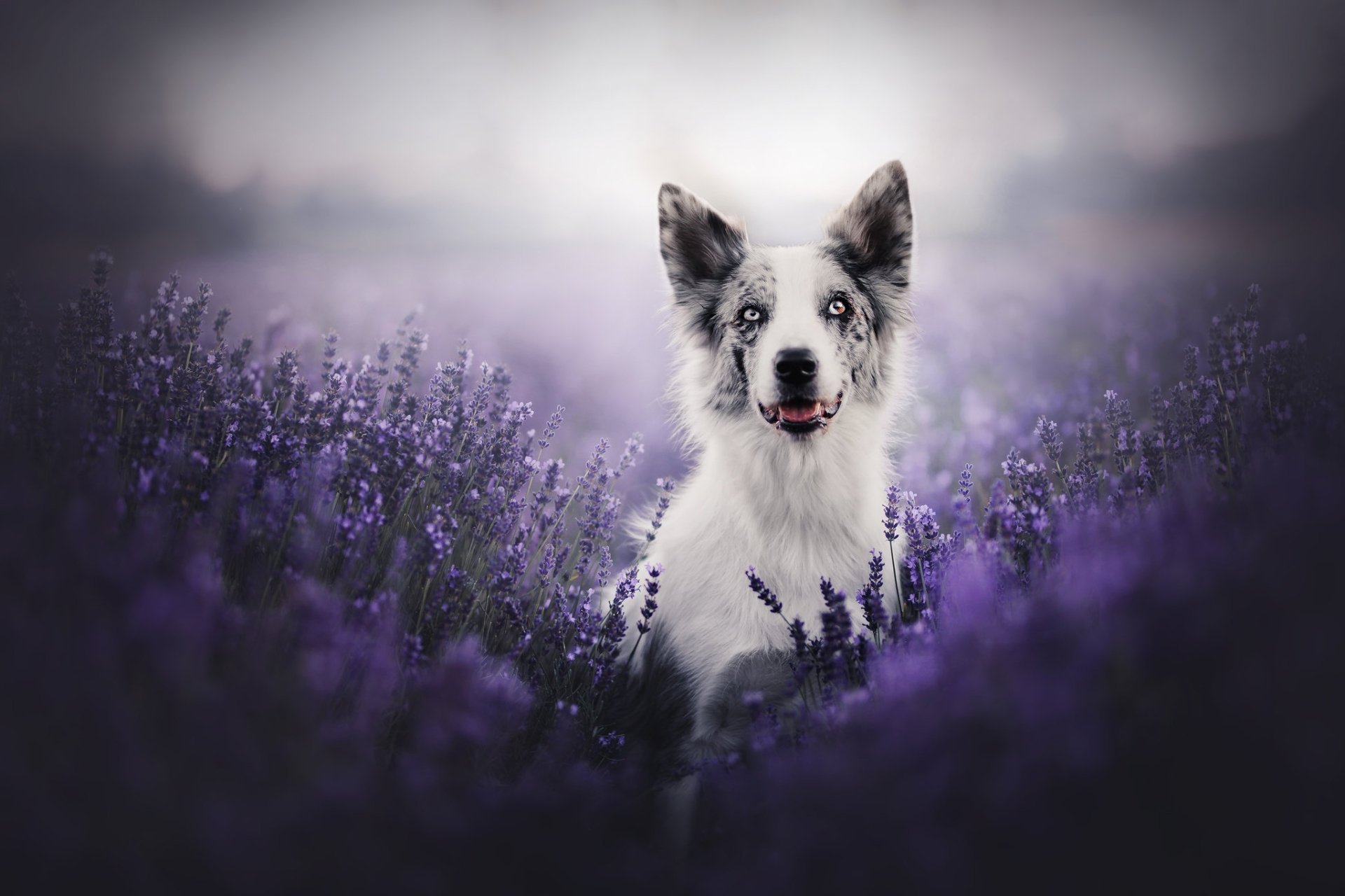Download Purple Flower Dog Animal Border Collie HD Wallpaper ...