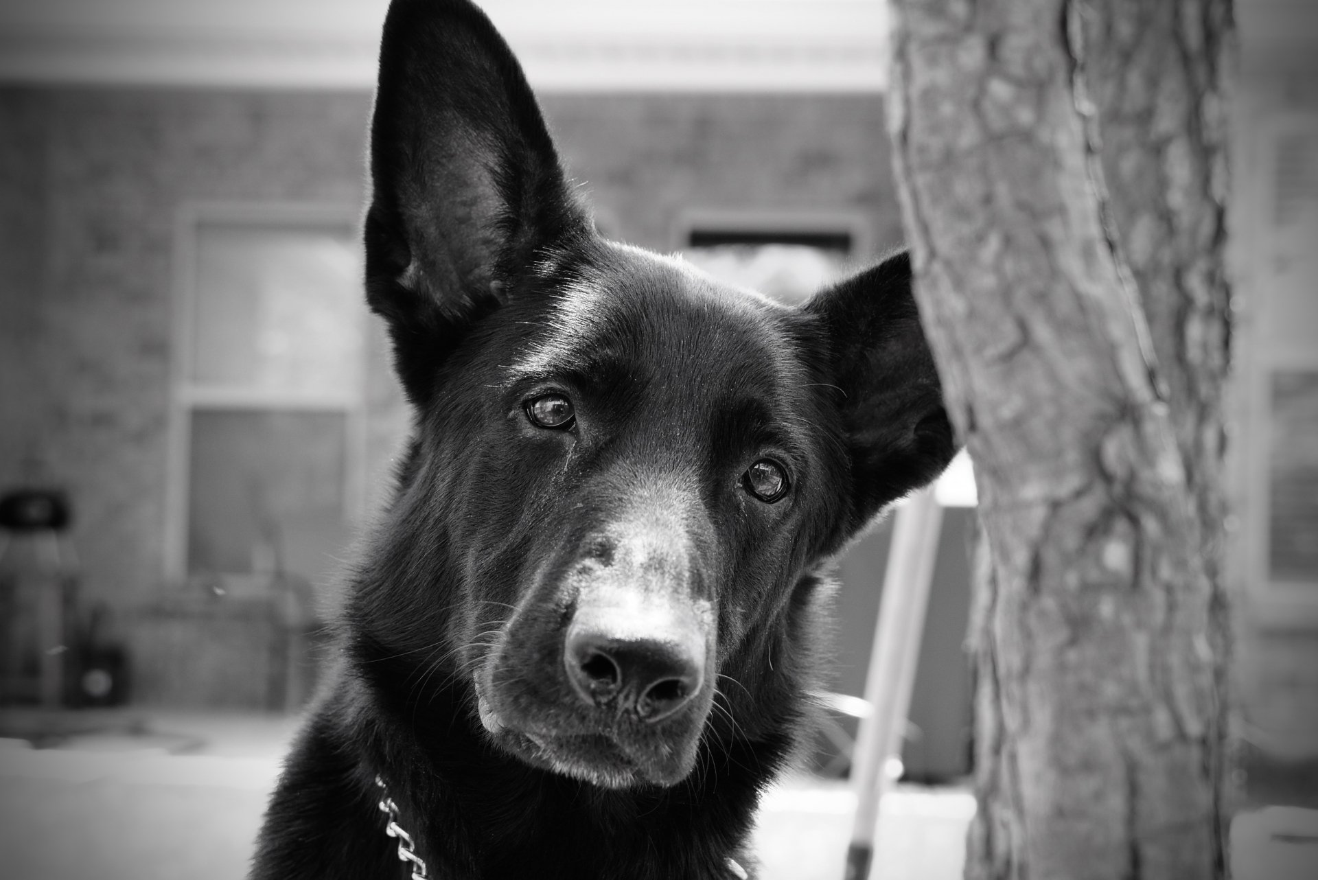 Download Black & White Animal Dog 4k Ultra HD Wallpaper