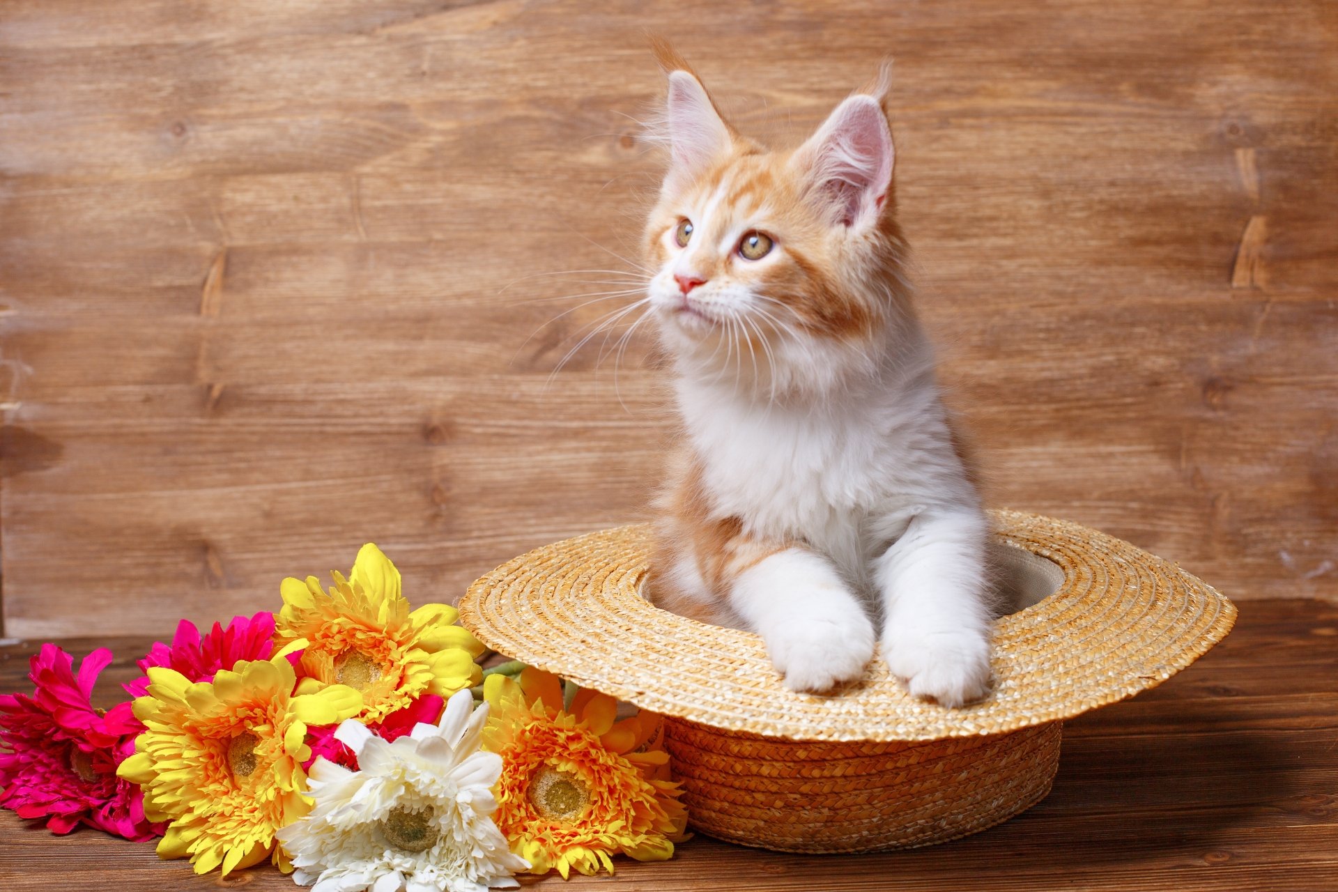 A ginger and white cat resting inside a straw hat, surrounded by colorful flowers, captured in a 4K Ultra HD desktop wallpaper style.