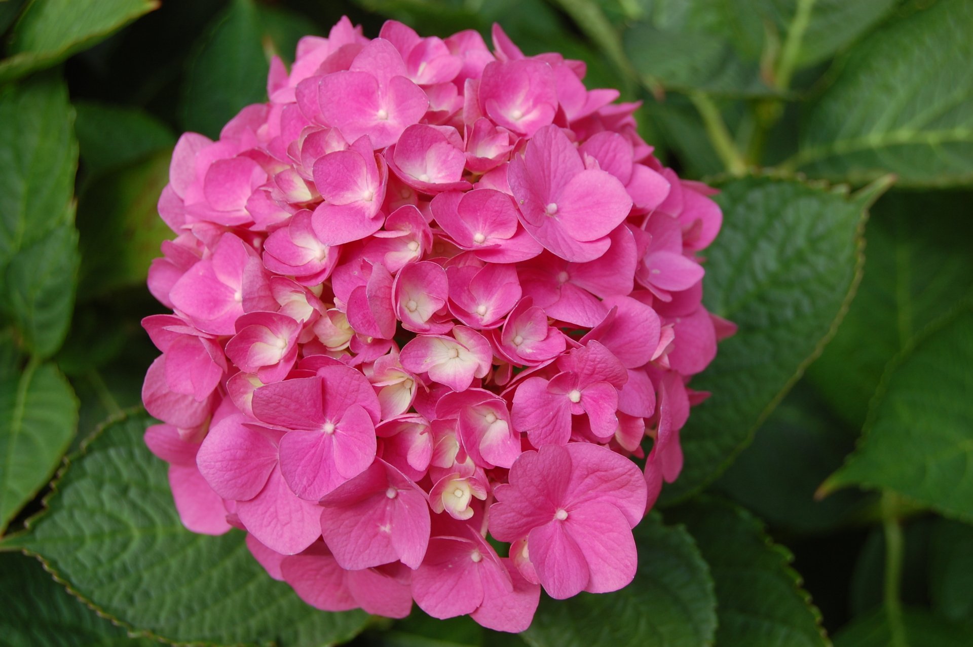 Download Pink Flower Flower Nature Hydrangea HD Wallpaper