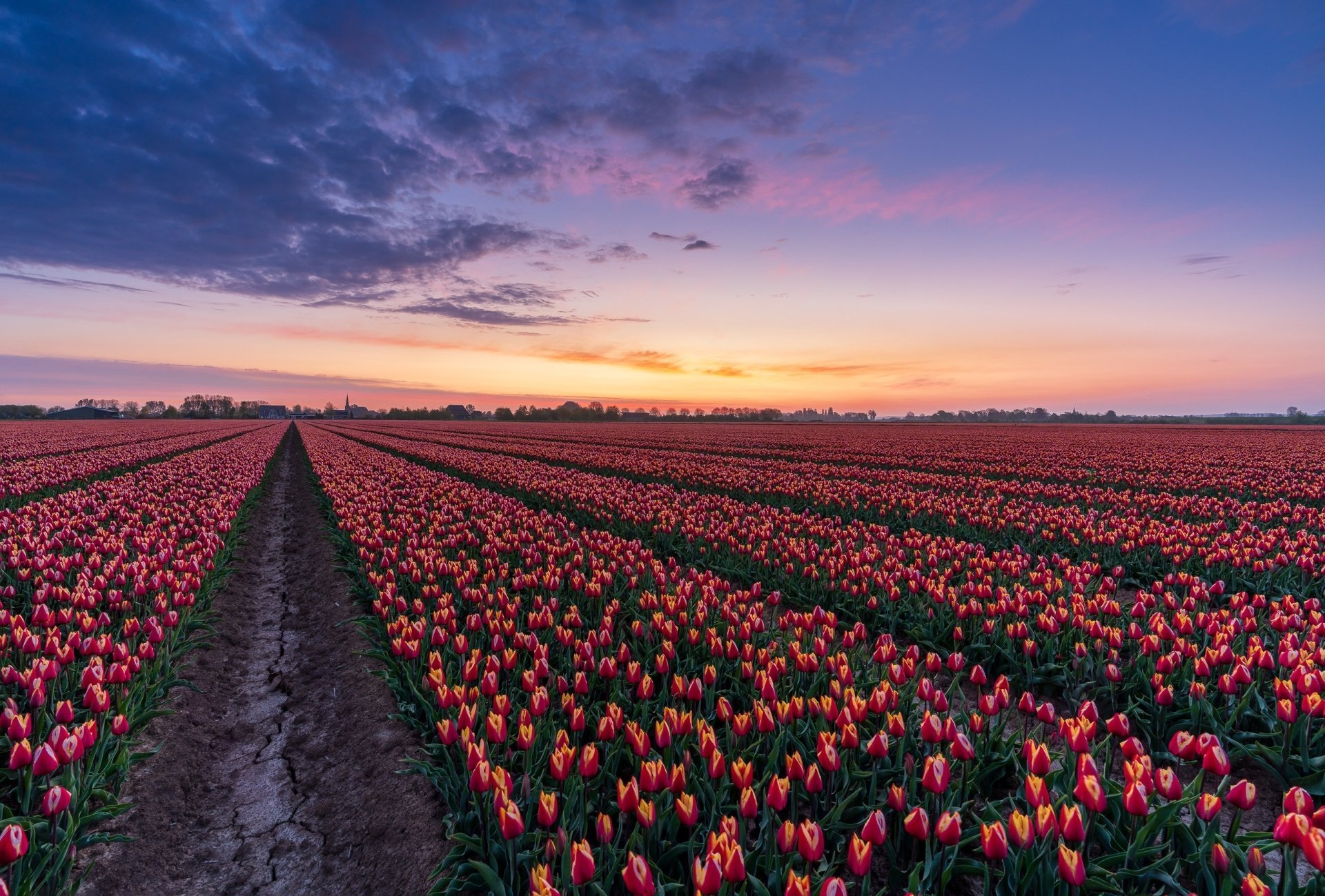 2K Quad HD PC desktop wallpaper and background: dawn over a Netherlands tulip field in nature, rows of blooming flowers stretching to the horizon under a colorful sunrise sky.