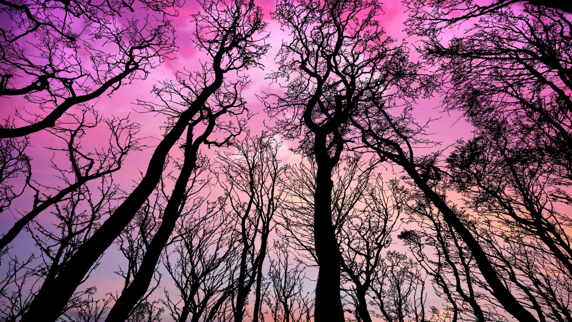 4K Ultra HD desktop wallpaper showing silhouetted trees with bare branches against a vibrant pink and purple sky in a serene natural setting.