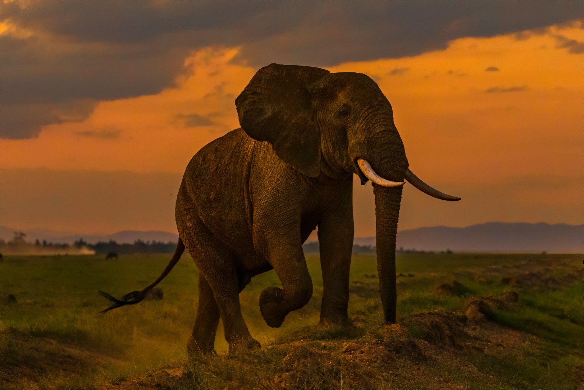 African Elephant Sunset