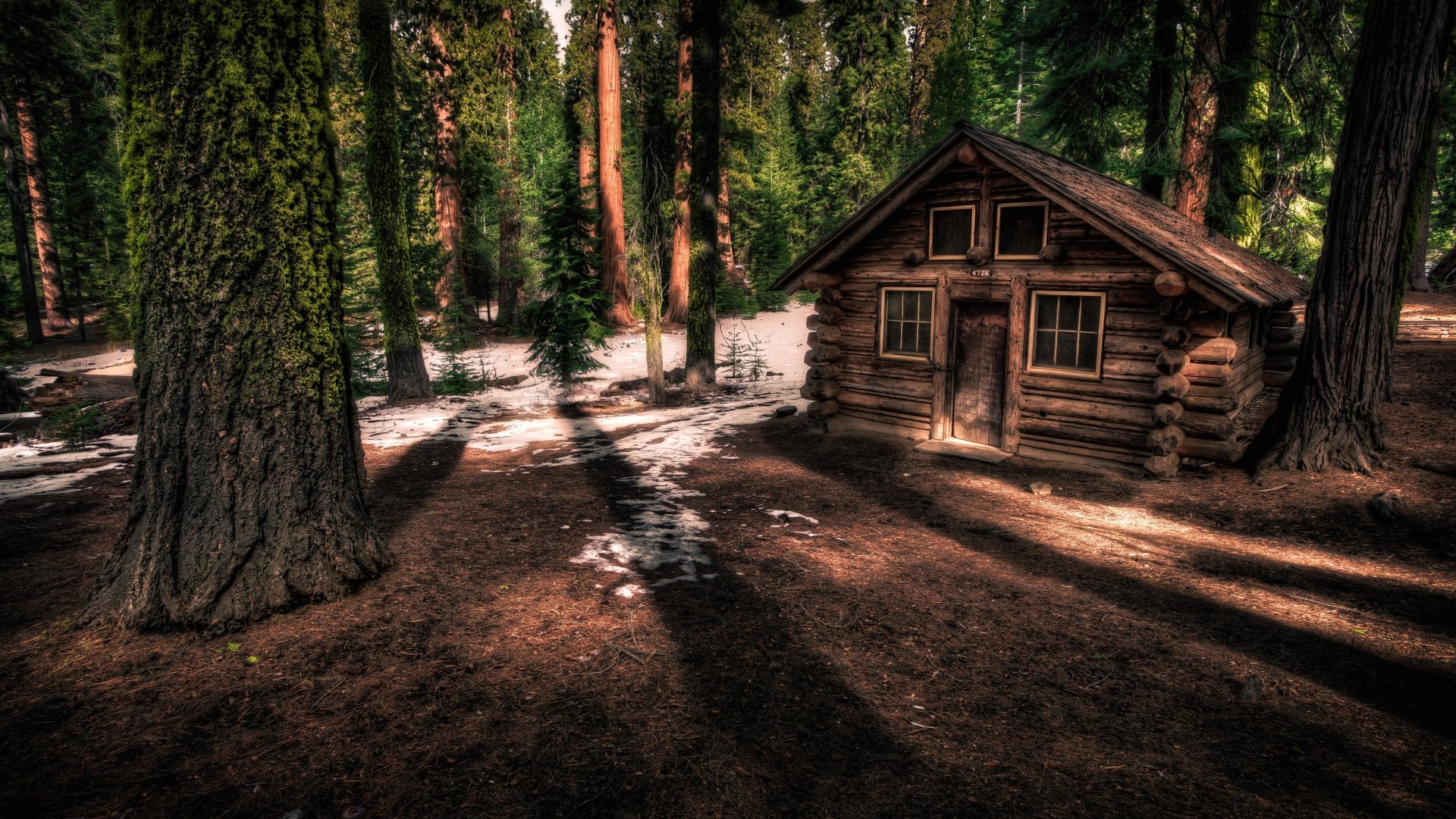 Cabin in the Redwood Forest 4k Ultra HD Wallpaper | Background Image