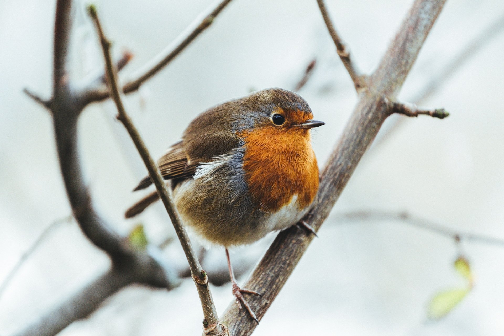 Animal Robin HD Wallpaper