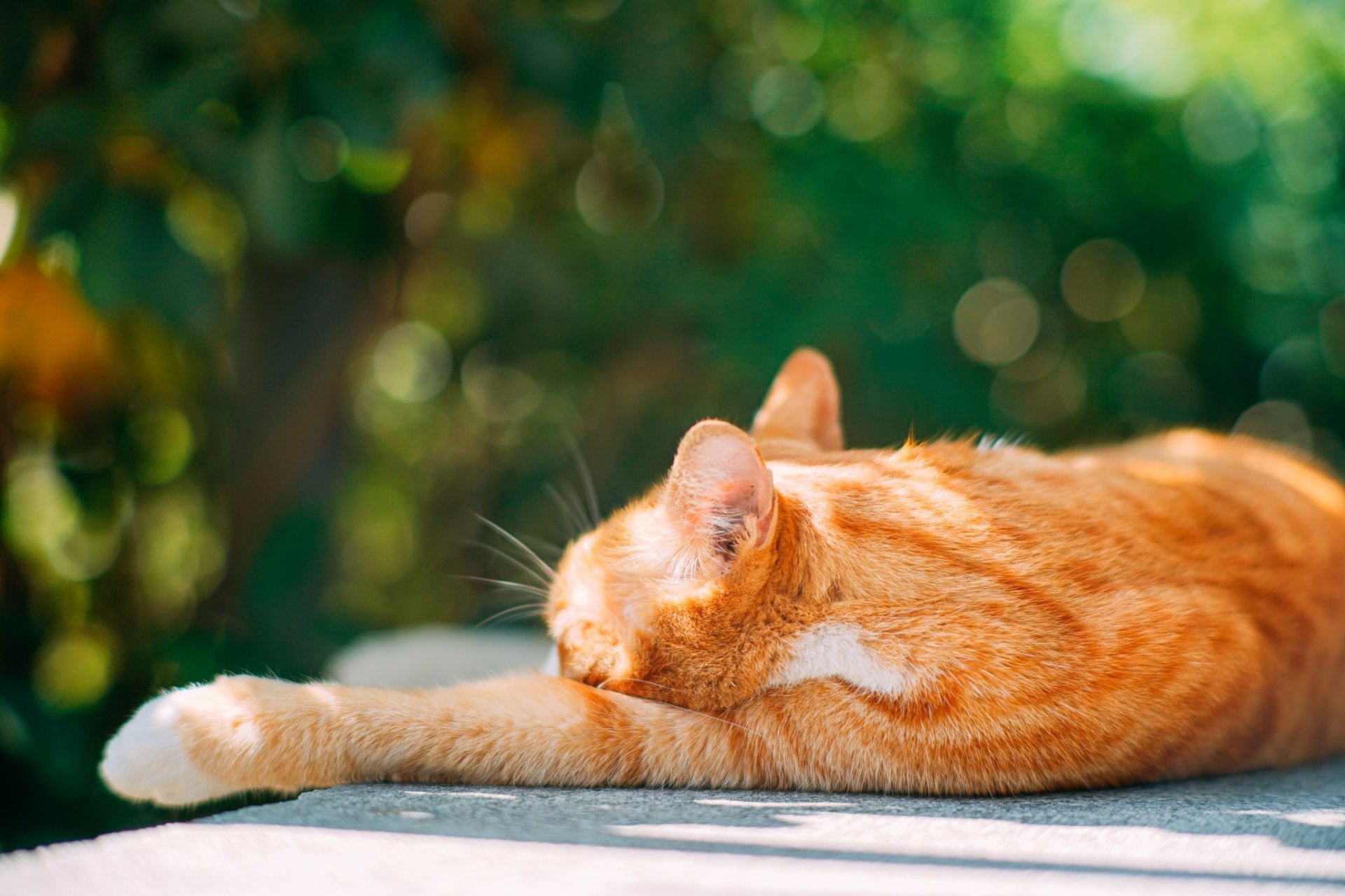 Download Bokeh Animal Cat HD Wallpaper