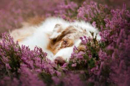 HD PC desktop wallpaper of an Australian Shepherd dog nestled in blooming heather flowers, an animal’s amber eyes peeking through pink‑purple blossoms.