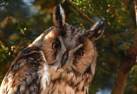 Close-up of a long-eared owl (bird, animal) perched among leaves, detailed feathers and piercing orange eyes — 2K Quad HD PC desktop wallpaper background.