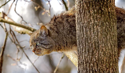 cat Animal wildcat HD Desktop Wallpaper | Background Image