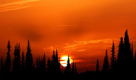 4K Ultra HD wallpaper featuring a striking nature scene with dark tree silhouettes against a vibrant orange sunset sky.
