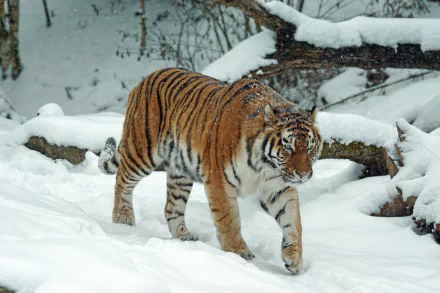 HD PC desktop wallpaper/background: a tiger (animal) prowling through snow-covered forest, its orange-striped coat stark against the white snow.