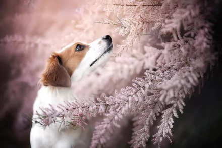 dog Animal Kooikerhondje HD Desktop Wallpaper | Background Image