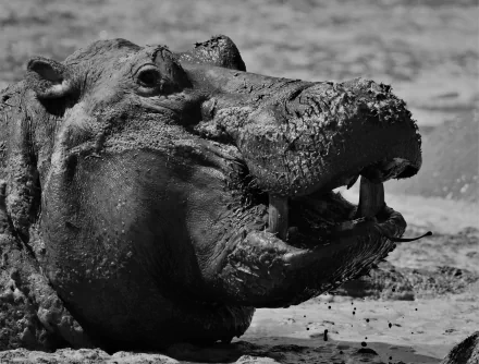 Hippo