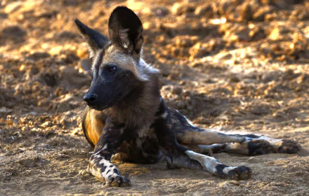  African Wild Dog (or Painted Wolf) - Zambia
