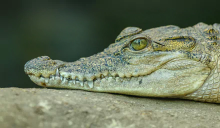 Close-up of a crocodile's head and textured skin, high-resolution reptile animal portrait — 4K Ultra HD PC desktop wallpaper and background.