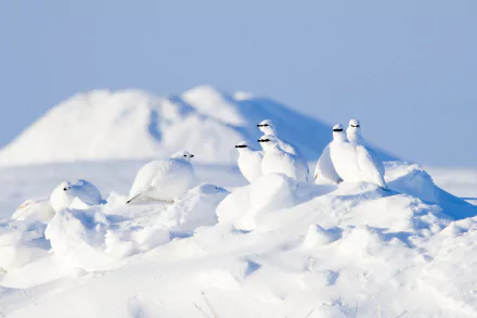 arctic bird Animal Rock Ptarmigan HD Desktop Wallpaper | Background Image