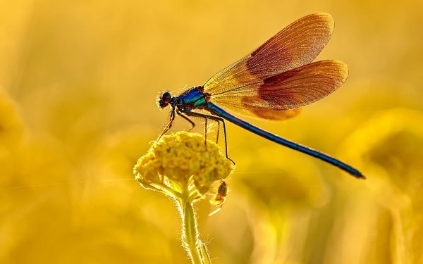 Animal Dragonfly Insects Insect Macro HD Wallpaper | Background Image
