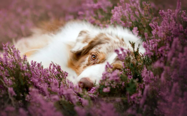 HD PC desktop wallpaper of an Australian Shepherd dog nestled in blooming heather flowers, an animal’s amber eyes peeking through pink‑purple blossoms.