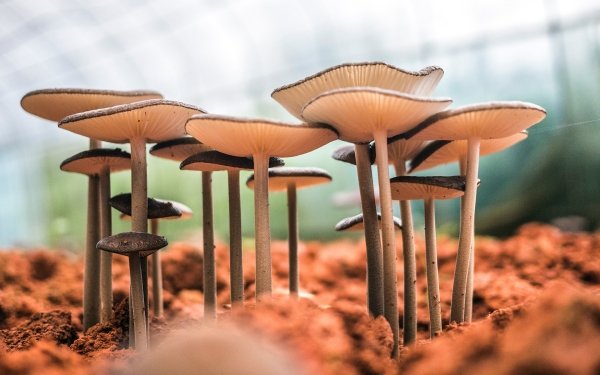 Earth Mushroom Nature Macro HD Wallpaper | Background Image