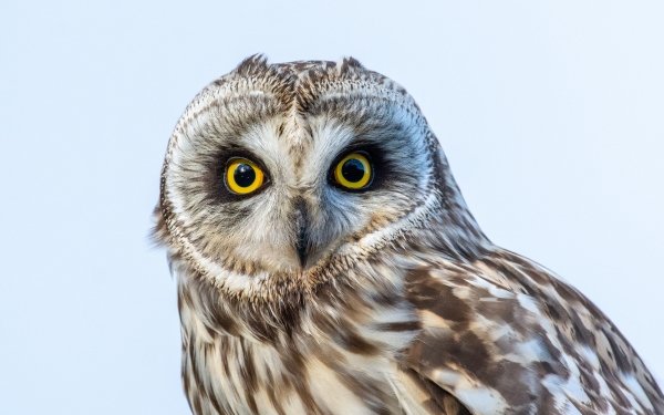 Animal Owl Birds Owls Bird HD Wallpaper | Background Image