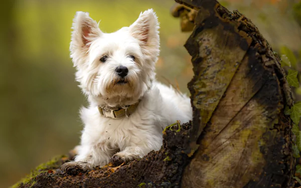 West Highland White Terrier dog (animal) resting on a mossy log in a soft green forest, 4K Ultra HD PC desktop wallpaper and background.