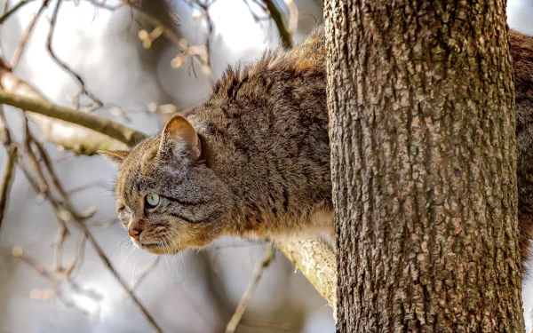 cat Animal wildcat HD Desktop Wallpaper | Background Image