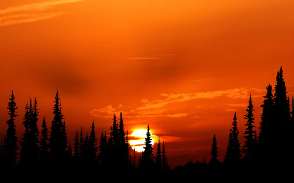 4K Ultra HD wallpaper featuring a striking nature scene with dark tree silhouettes against a vibrant orange sunset sky.