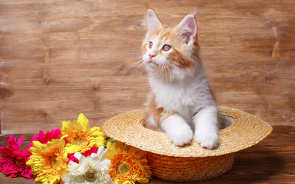 A ginger and white cat resting inside a straw hat, surrounded by colorful flowers, captured in a 4K Ultra HD desktop wallpaper style.