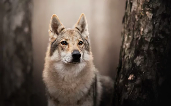 Close-up portrait of a Czechoslovakian wolfdog in a misty forest between tree trunks — dog, animal; HD PC desktop wallpaper and background.