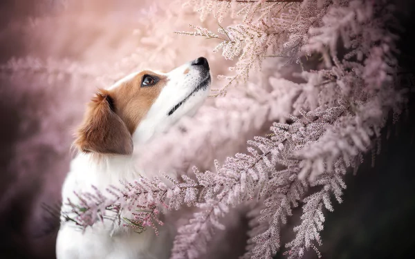 dog Animal Kooikerhondje HD Desktop Wallpaper | Background Image