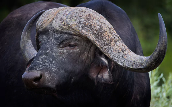 Animal african buffalo HD Desktop Wallpaper | Background Image