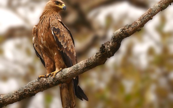 depth of field Africa bird of prey Kenya Animal eagle HD Desktop Wallpaper | Background Image