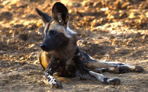  African Wild Dog (or Painted Wolf) - Zambia