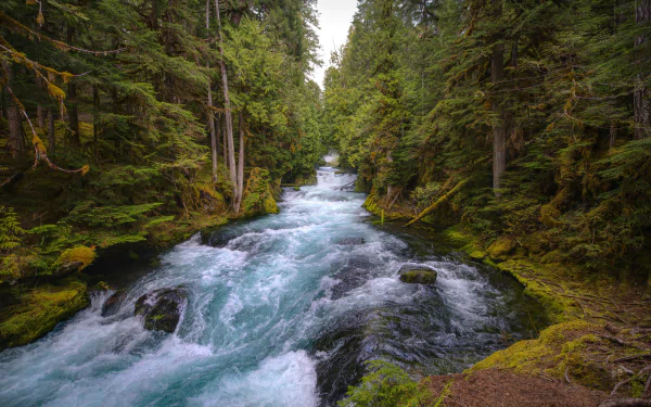 5K Ultra HD PC desktop wallpaper: nature scene of a turquoise river rushing through a mossy Oregon old-growth forest, framed by towering evergreens.