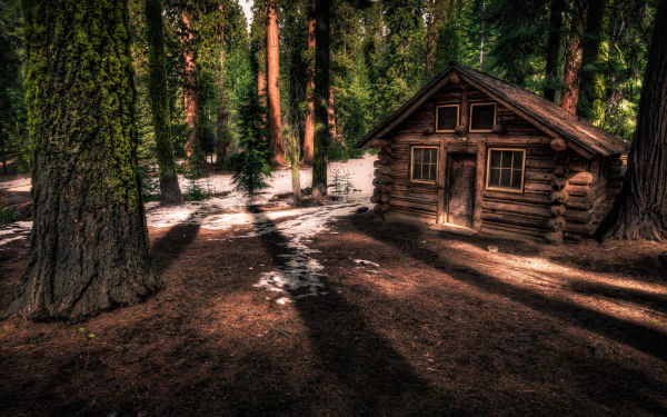 A man-made log cabin nestled among tall trees in a forest, captured in 4K Ultra HD, showcasing rich textures and natural light for PC desktop wallpaper and background.